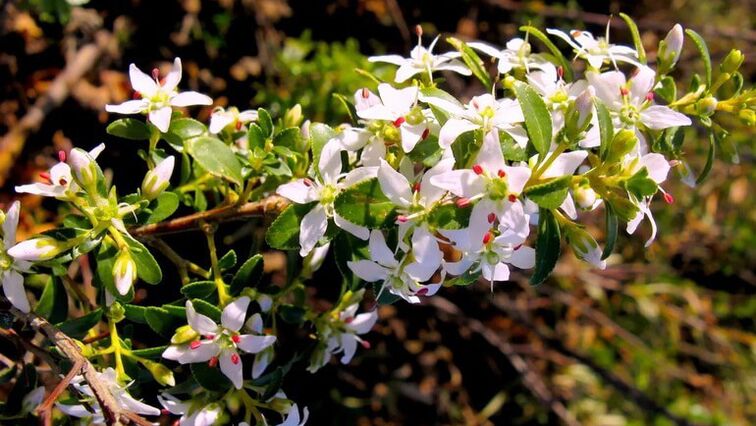 Buch leaves in cystolax