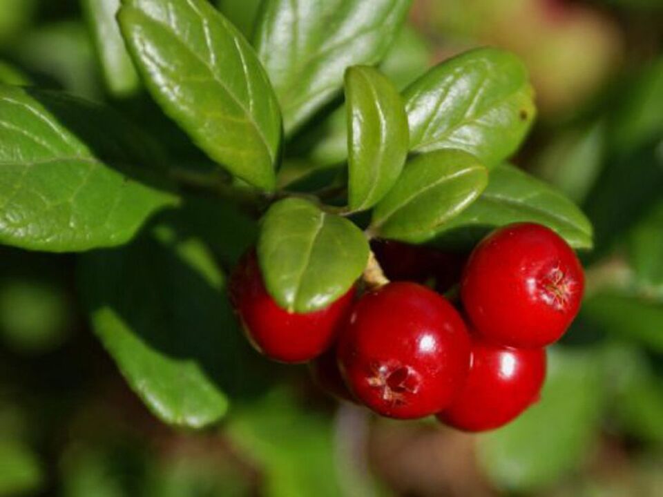Cranberry for cystitis in women.
